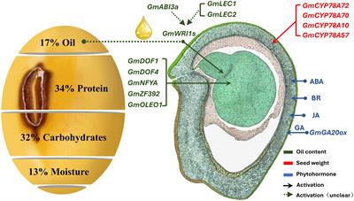 Genome-wide association study and RNA-seq identifies GmWRI1-like transcription factor related to the seed weight in soybean